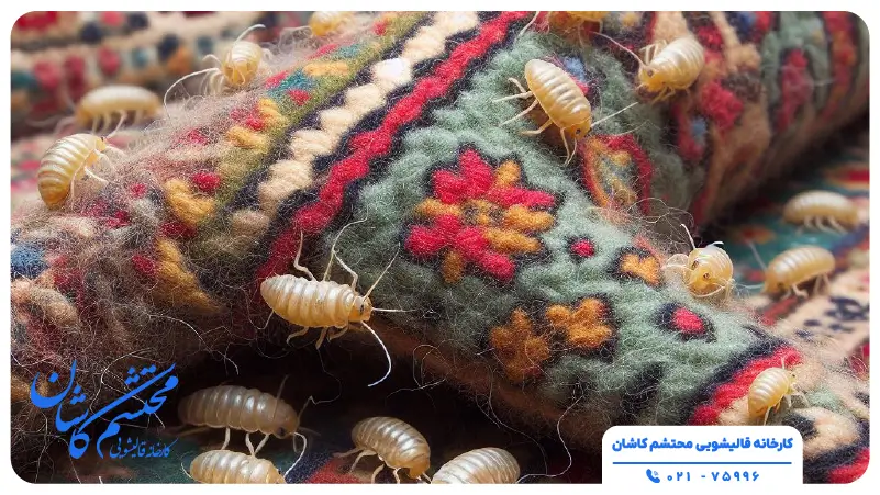 بیدزدگی فرش