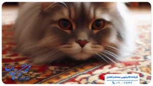 گربه روی فرش